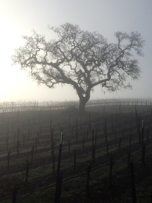 tree